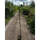 DĄB szczepiony pendula zwisający - sadzonki 140 / 170 cm